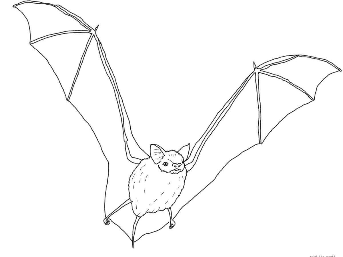 1200x900 Coloring Page Bat Free Draw To Download Of A For Kids Animals