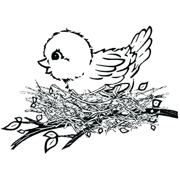 600x600 Bird Coloring Pages Plus Coloring Sheets Baby Bird Colouring