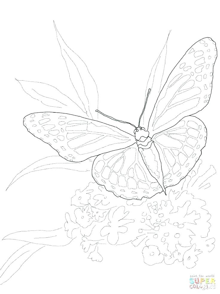 736x981 Cartoon Butterfly Coloring Pages Monarch Butterfly Coloring Pages