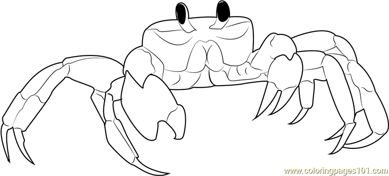 800x362 Ghost Crab Coloring Page