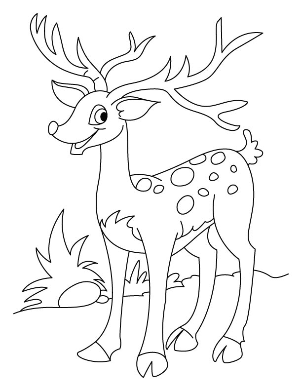 612x792 Deer Coloring Pages