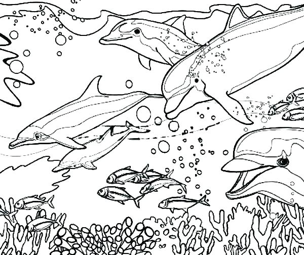 600x504 Dolphin Coloring Pictures To Print Baby Dolphin Ng Pages Dolphin