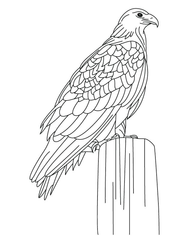 630x810 Eagle Coloring Pages Eagle Coloring Pages To Print A Cartoon Eagle