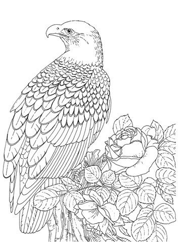 360x480 Realistic Bald Eagle Coloring Page From Bald Eagle Category
