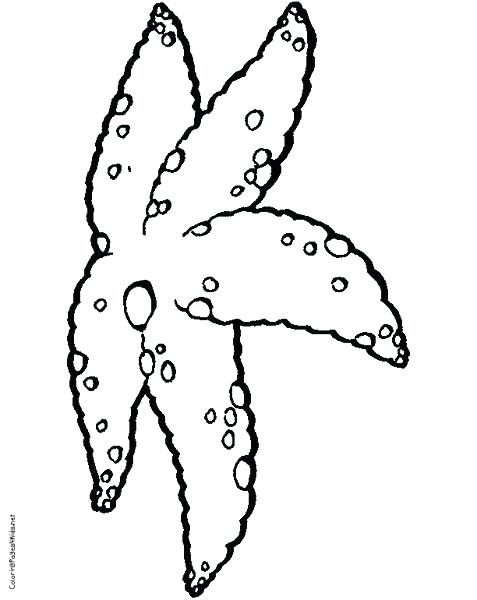 477x600 Cartoon Fish Coloring Pages Star Page Starfish Of Blowfish