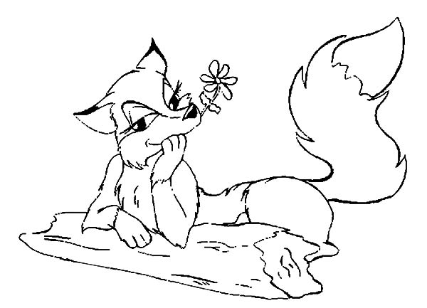 600x433 Female Kit Fox Coloring Pages