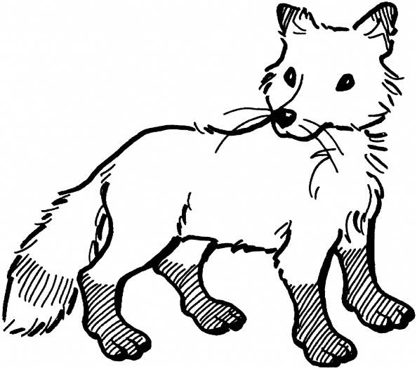594x525 Fox Coloring Page Needles, Hoops And Embroidery Floss