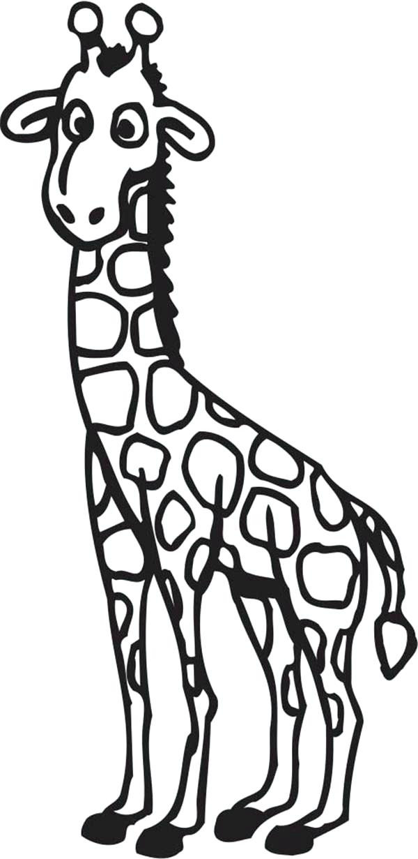 600x1231 Giraffe Coloring Pages To Print Cartoon Giraffe Coloring Page Free