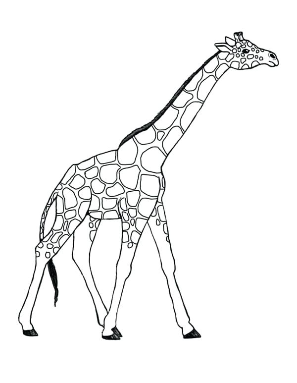 600x773 Giraffes Coloring Pages Awesome Giraffe Coloring Page Giraffe