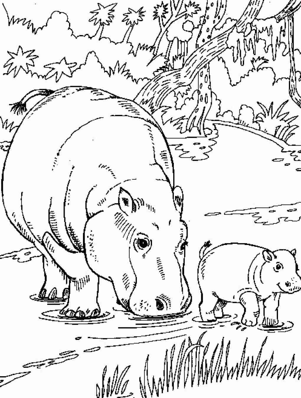 1020x1350 Hippo Coloring Pages Baby Cartoon Drawing Free Printable Animals