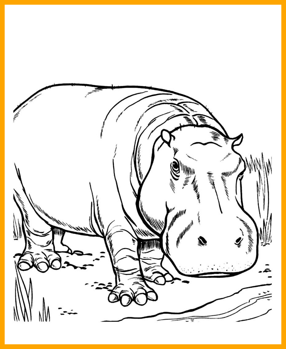 930x1131 Best Hippo Coloring Pages Leversetdujour Info For Inspiration