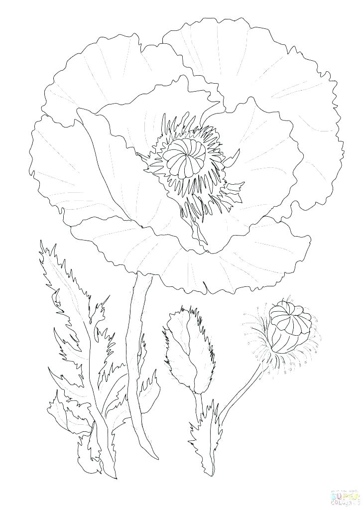 731x1024 Cartoon Horse Coloring Pages Kitchen Cabinets Online