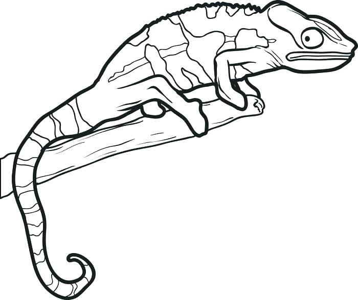 700x588 Gecko Coloring Page Gecko Coloring Pages Epic New For Page My