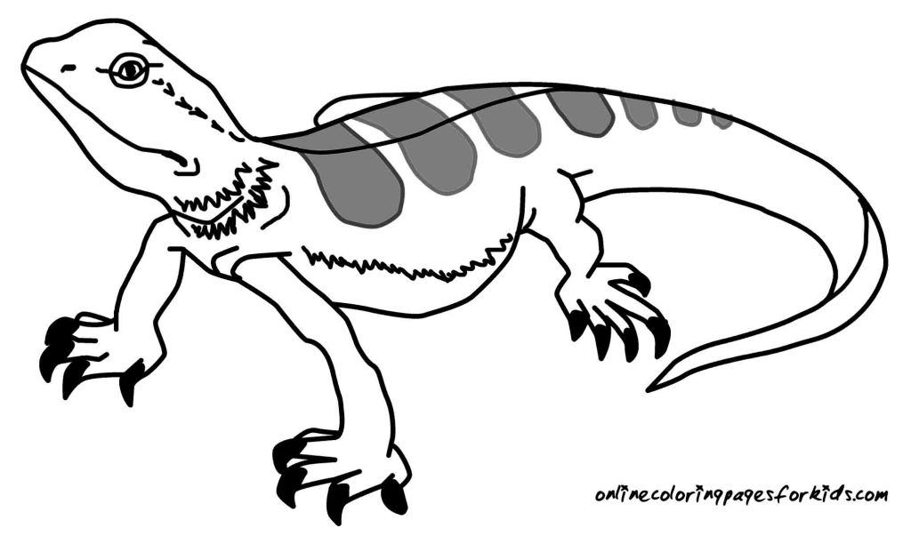 1024x603 Lizard Coloring Pages Coloring Pages Kids