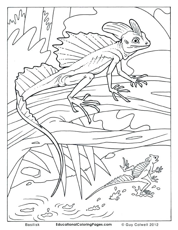 612x792 Lizards Coloring Page With Two Lizard Coloring Page Cartoon