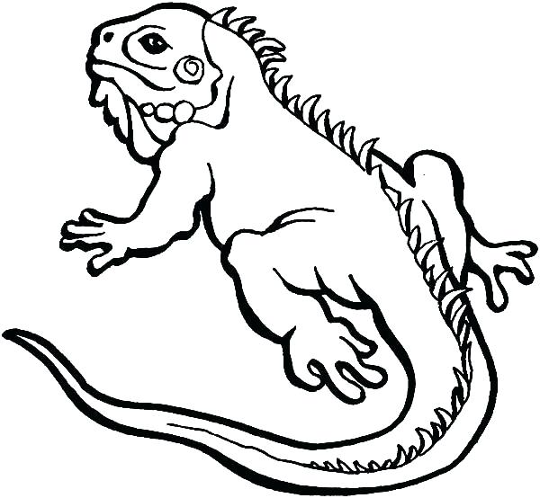 600x554 Lizards Coloring Pages