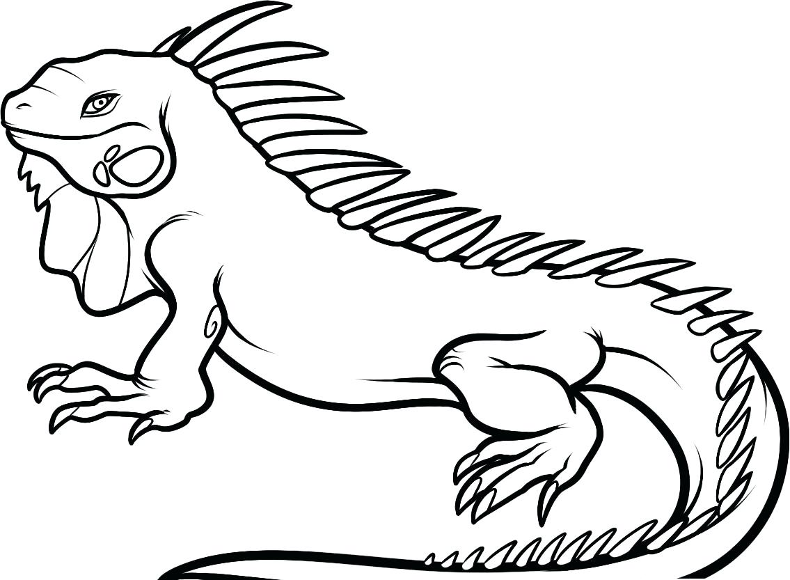 1135x833 Coloring Pages For Adults Only Free Printable Iguana Kids Cartoon
