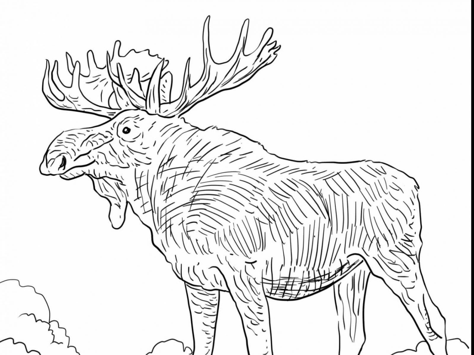 1600x1200 Photo In If You Give Moose Muffin Coloring Pages At Best Printable