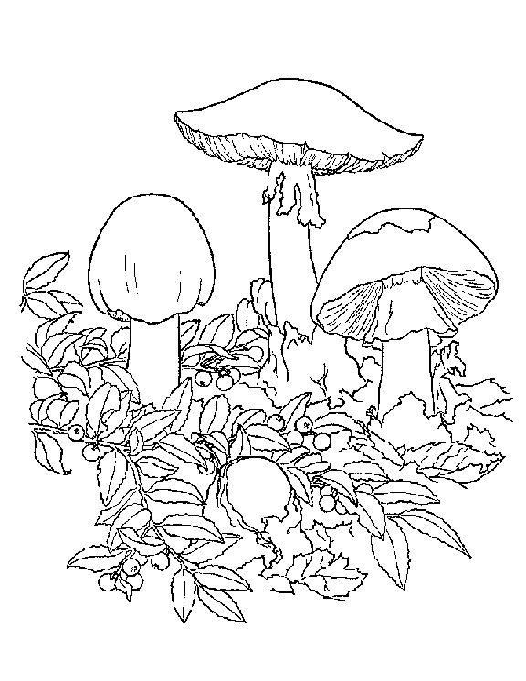 576x745 Mushroom Coloring Page Elegant Cartoon Mushroom Coloring Pages