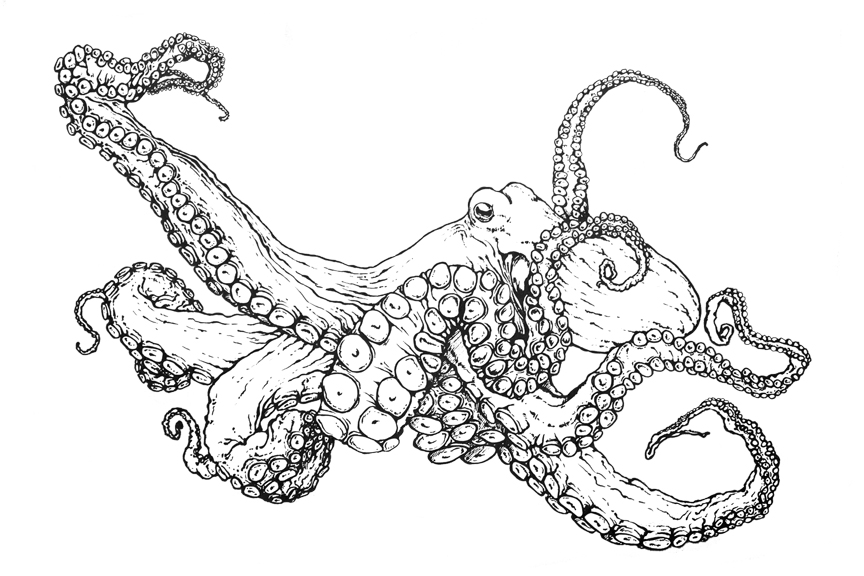 864x576 Cartoon Octopus Coloring Page Book With Decorations