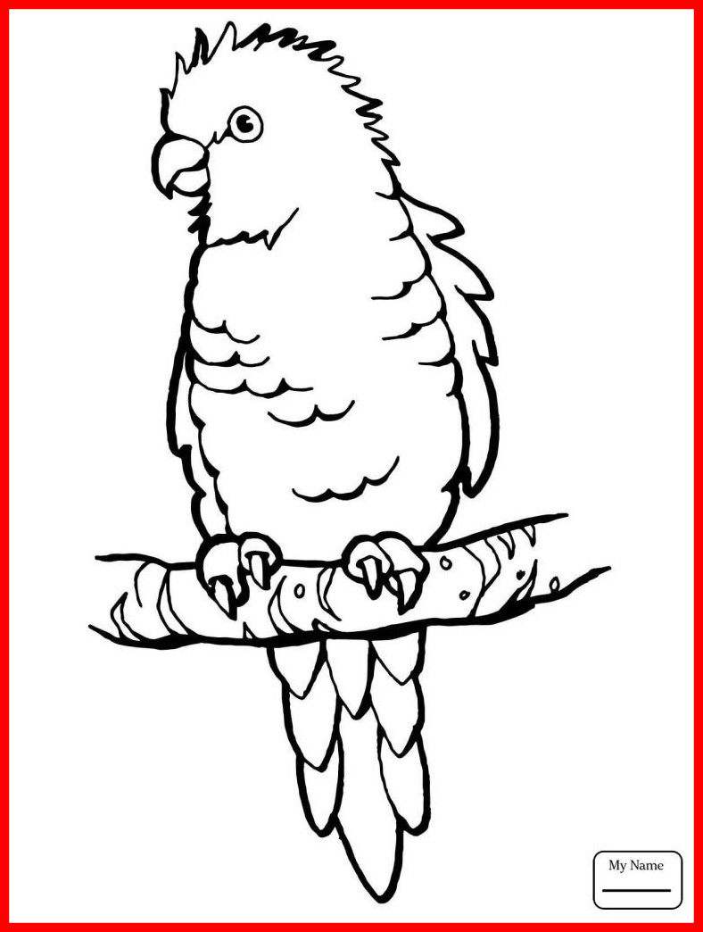 788x1044 Parrot Coloring Page