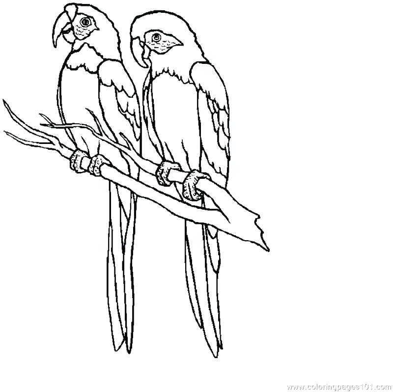 800x798 Parrot Coloring Page Parrot Coloring Page Free Pages To Print