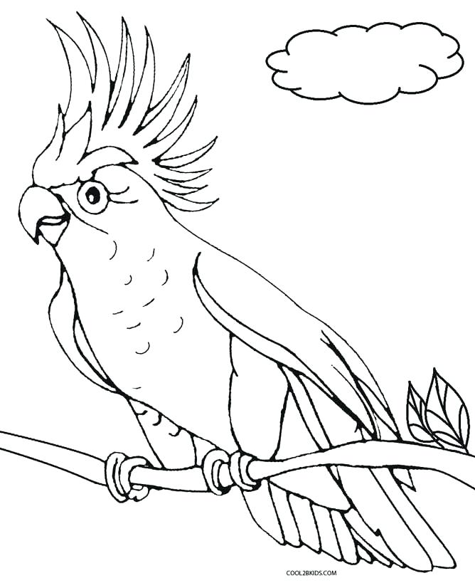 668x819 Parrot Coloring Pages Amazing Parrot Coloring Page Free Download