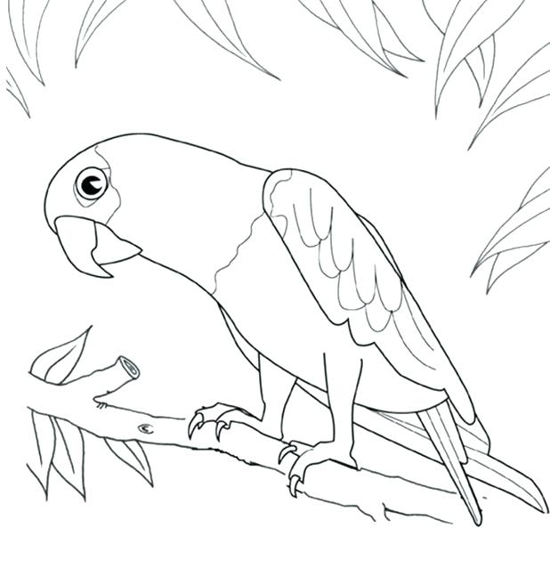 618x639 Parrot Coloring Pages Lovely Parrot Coloring Page Pirate Parrot