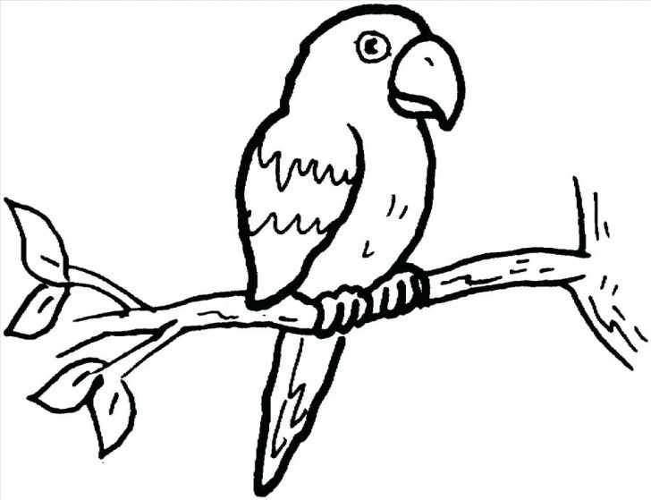 728x559 Delicious Chicken Drumstick Coloring Pages Parrot High Definition
