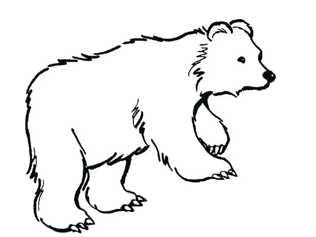 618x464 Polar Bear Coloring Pages Free Outline Pictures For Coloring Polar