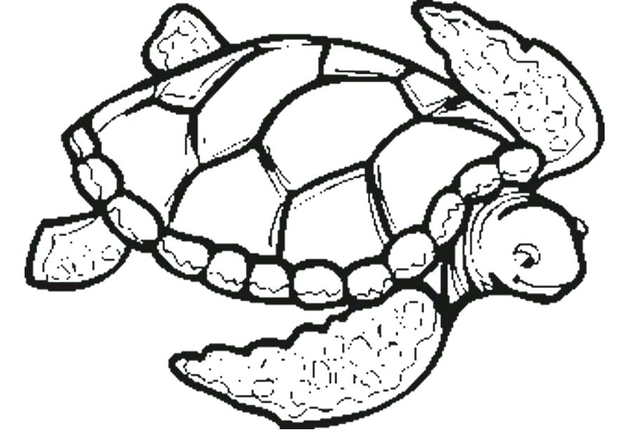 900x632 Cartoon Turtle Coloring Pages