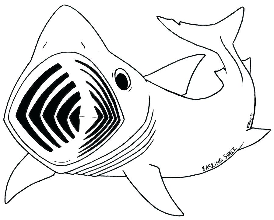 900x724 Whale Shark Coloring Page Shark To Color Shark Coloring Page Whale