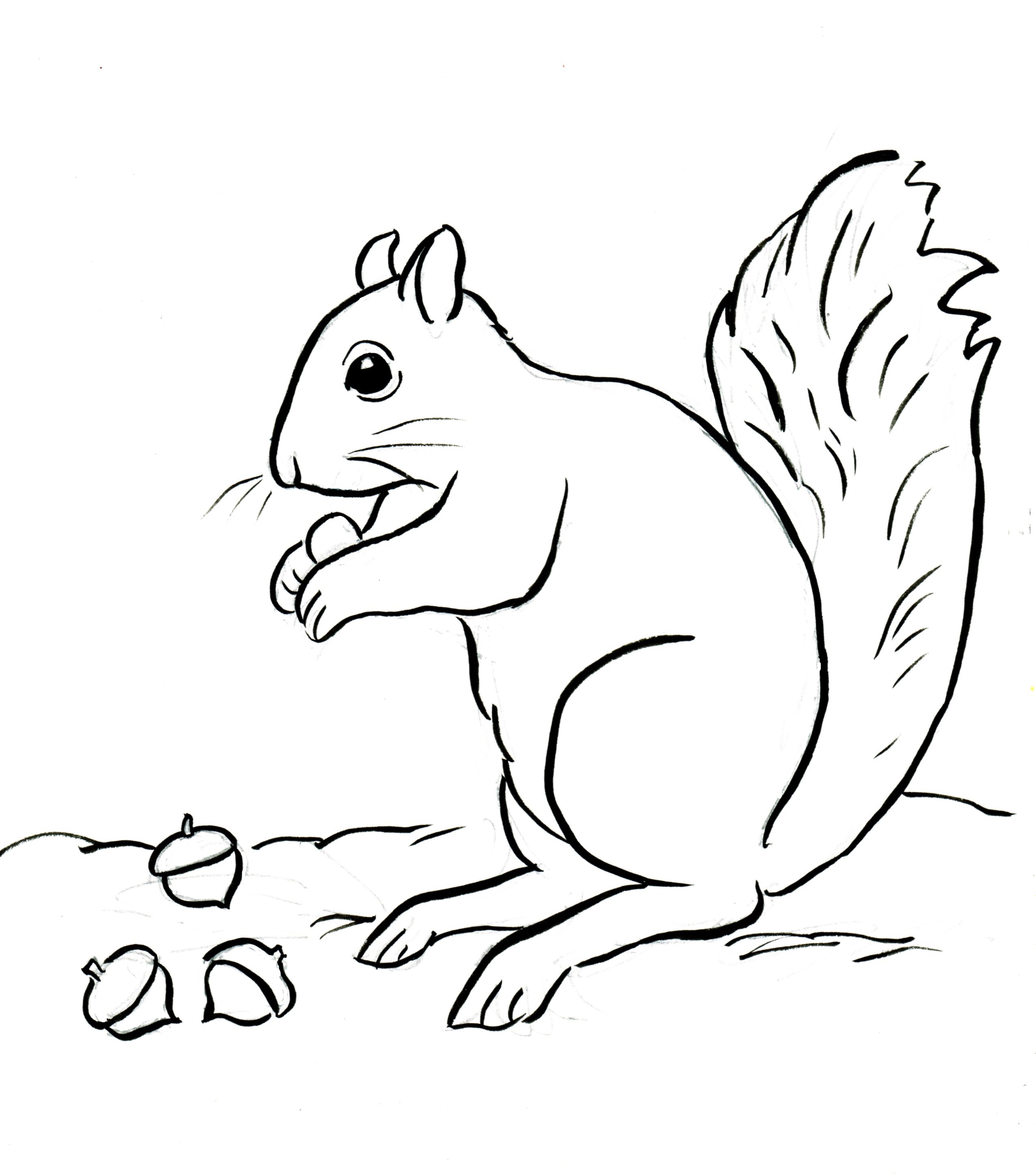 2549x2889 High Tech Free Coloring Pages Of Squirrels Image Result