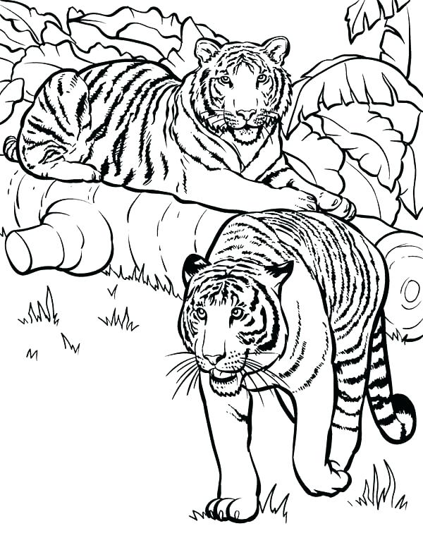 600x763 Cute Tiger Coloring Pages Print Two Tigers Ready For Hunting Page
