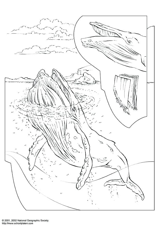 618x874 Coloring Sperm Whale Coloring Page Cartoon Pages For Adults Easy