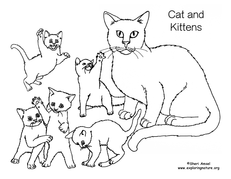 792x612 Cat And Kittens Coloring Page