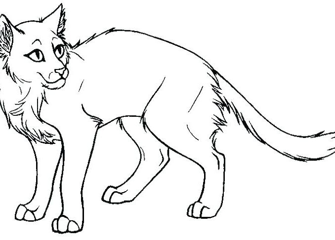 678x487 Warrior Cat Coloring Pages Coloring Pages Online Coloring Pages