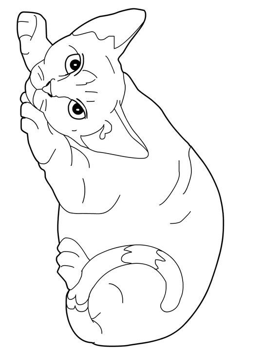 540x720 Cat Color Pages Printable Cats Coloring Pages Devon Rex Cats