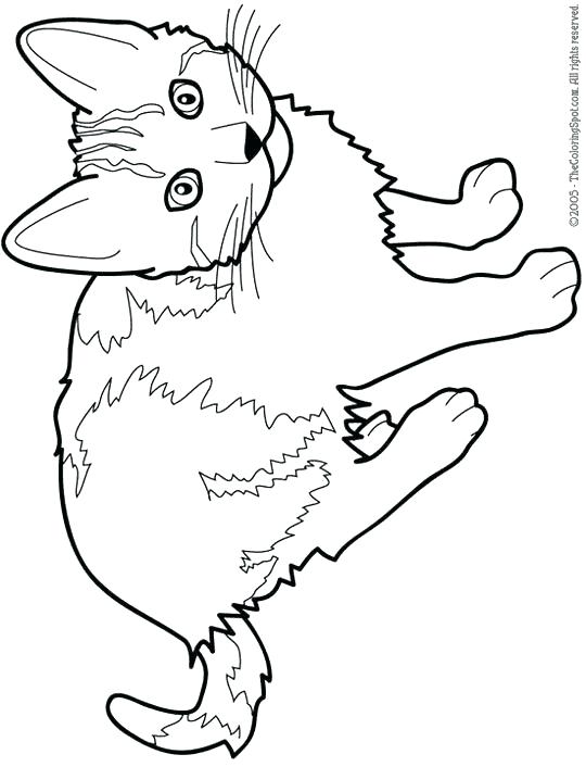 540x706 Amazing Cat Coloring Pages For Kids And Kitty Printable Cars