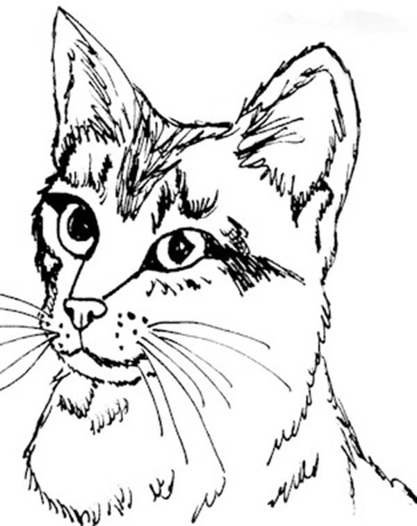 600x757 Realistis Kitty Cat Head Figure Coloring Page Kids Play Color