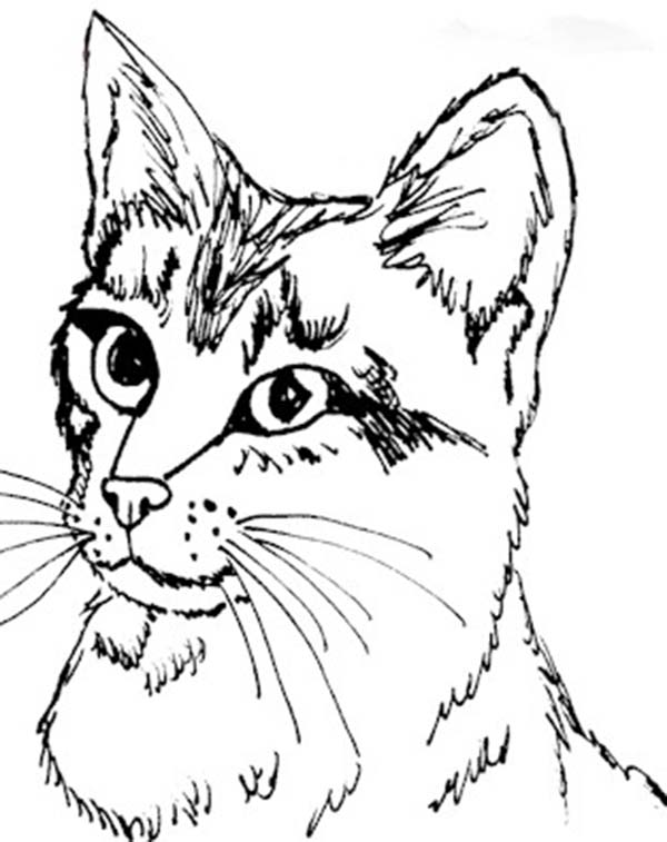 600x757 Cute Kitty Cat Coloring Pages Photo