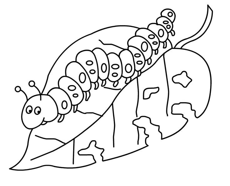 736x597 Hungry Caterpillar Butterfly Coloring Page Fresh Best The Very