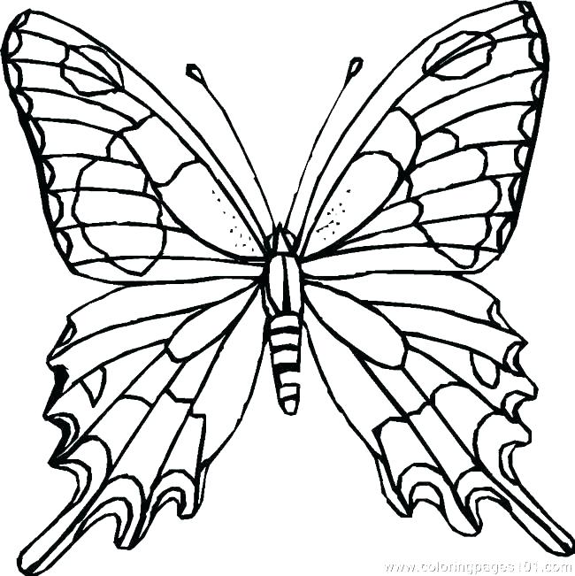 650x651 Monarch Butterfly Coloring Pages Coloring Pictures Of Flowers
