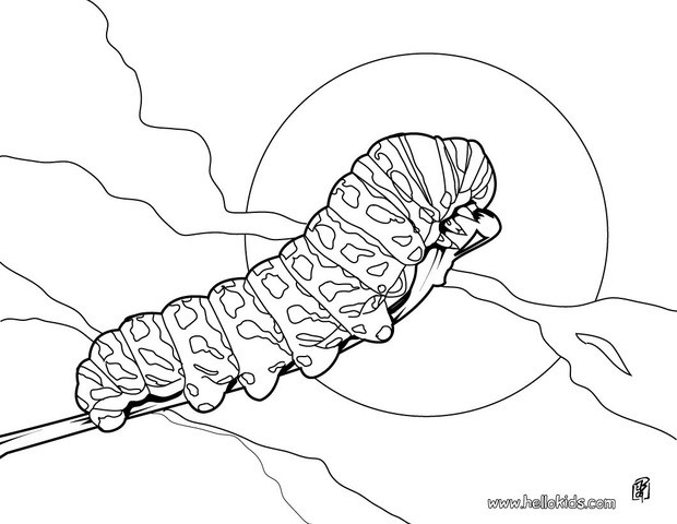 620x480 Caterpillar Coloring Pages