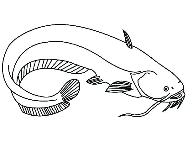 600x450 Eel Coloring Page Eel Coloring Page Eel Coloring Page Catfish