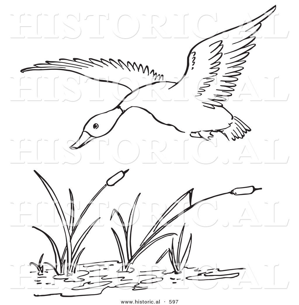 1024x1044 Historical Vector Illustration Of A Duck Flying Over Pond