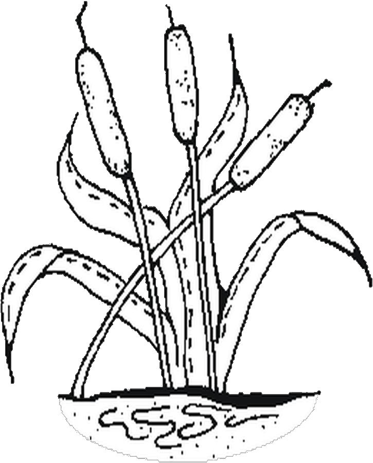 Coloring Drawing Cattail Pages Cattails Plant Cat Tail Clipart Plants ...