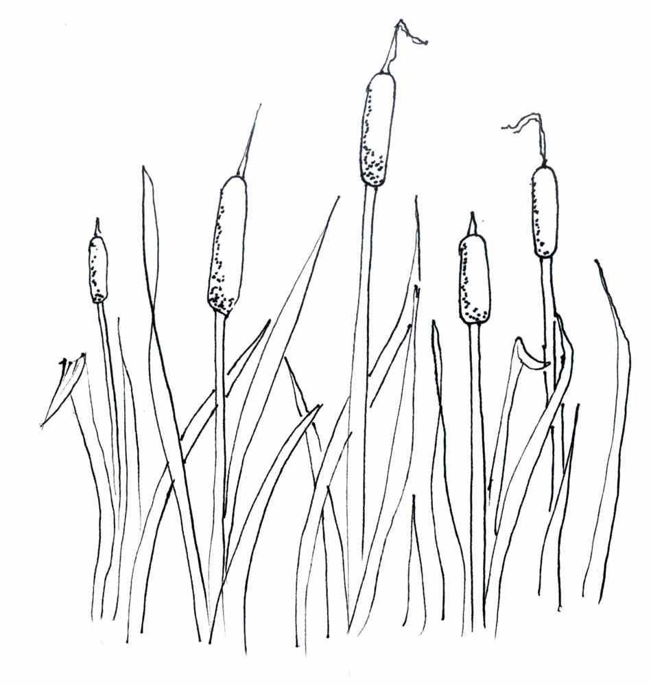 949x999 Cattails Coloring Pages
