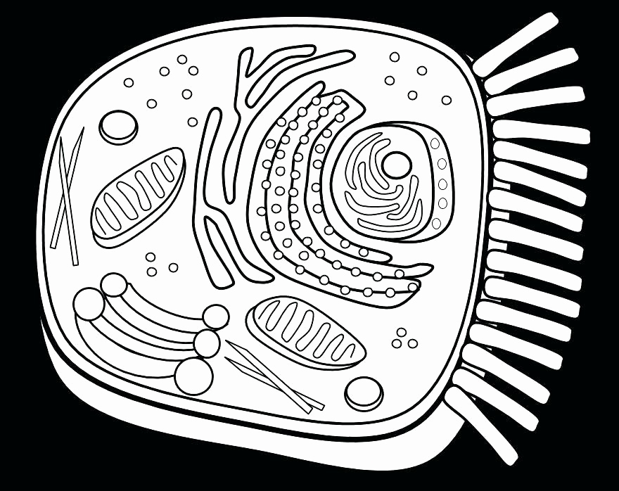 880x698 Cell Coloring Page Image The Animal Cell Coloring Cell Coloring