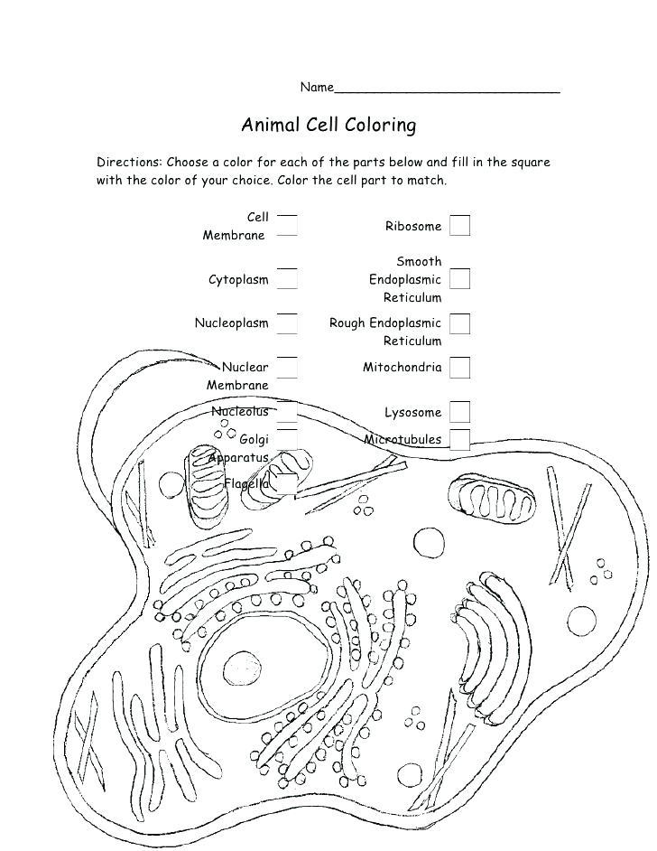 728x942 Human Cell Coloring Page Top Rated Cell Coloring Page Pictures